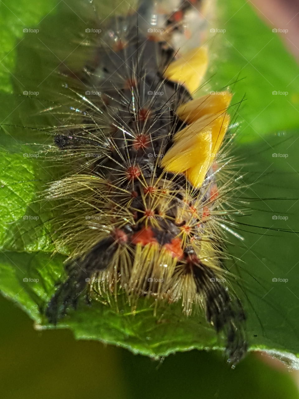 caterpillar