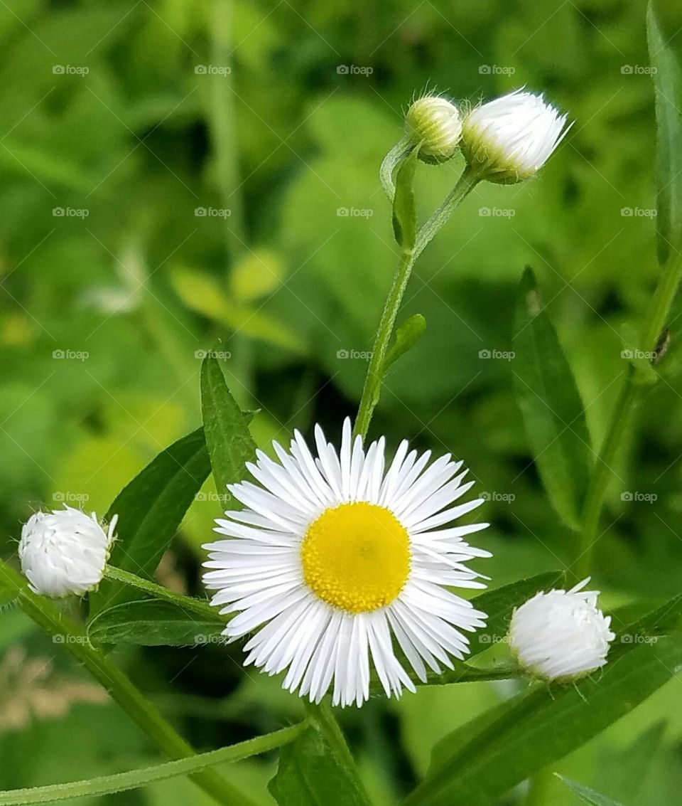 Prairie Flower Aster