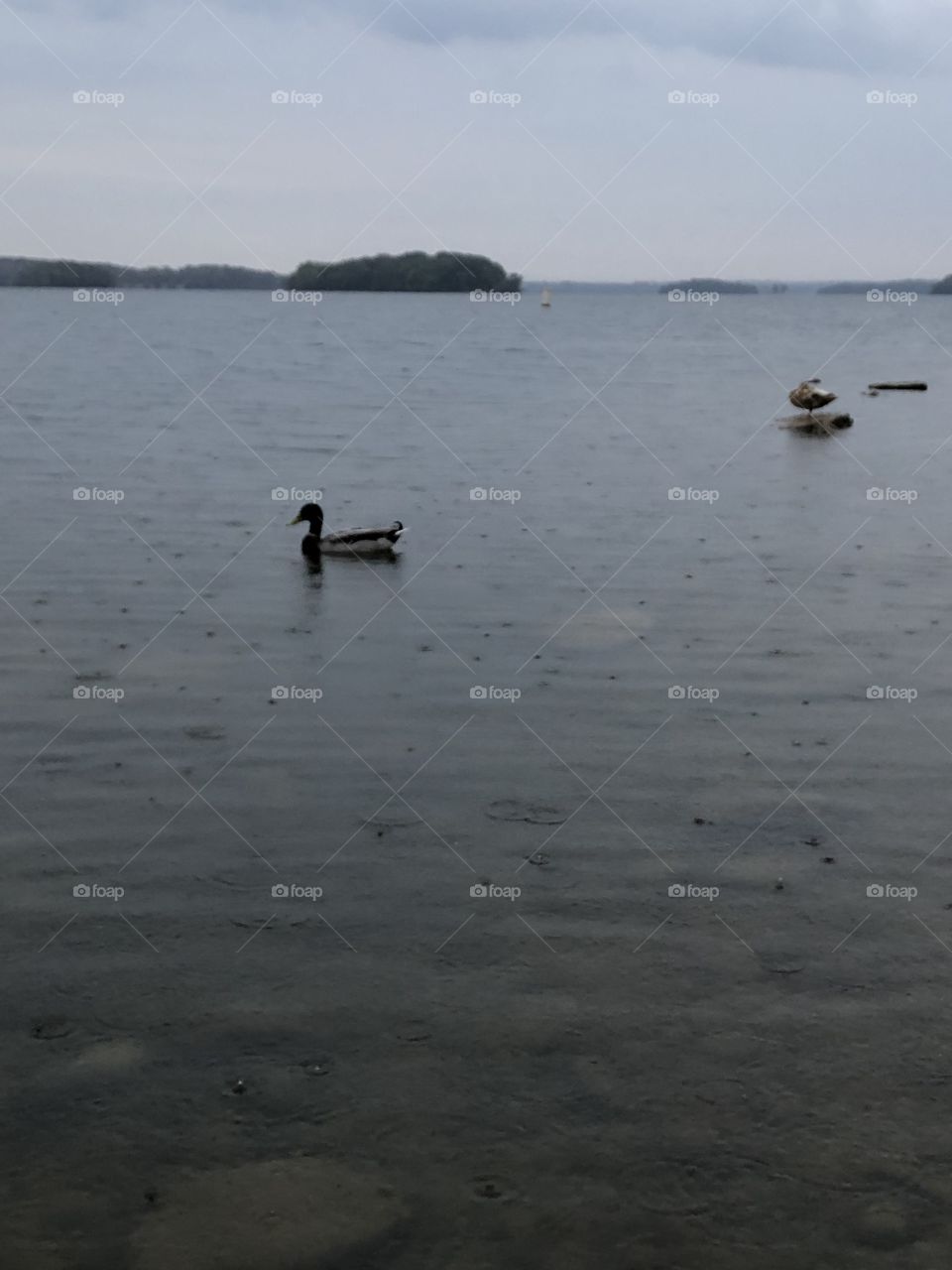 Duck in the lake on a rainy day 