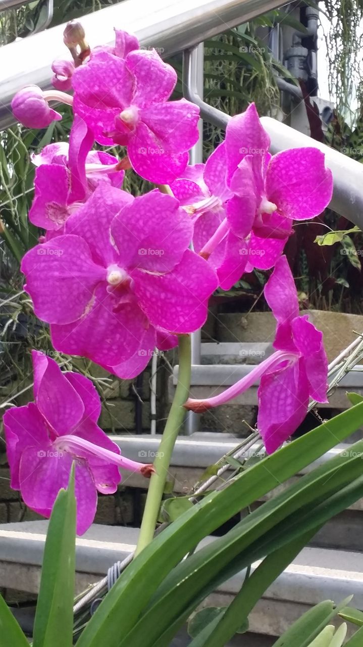 vanda