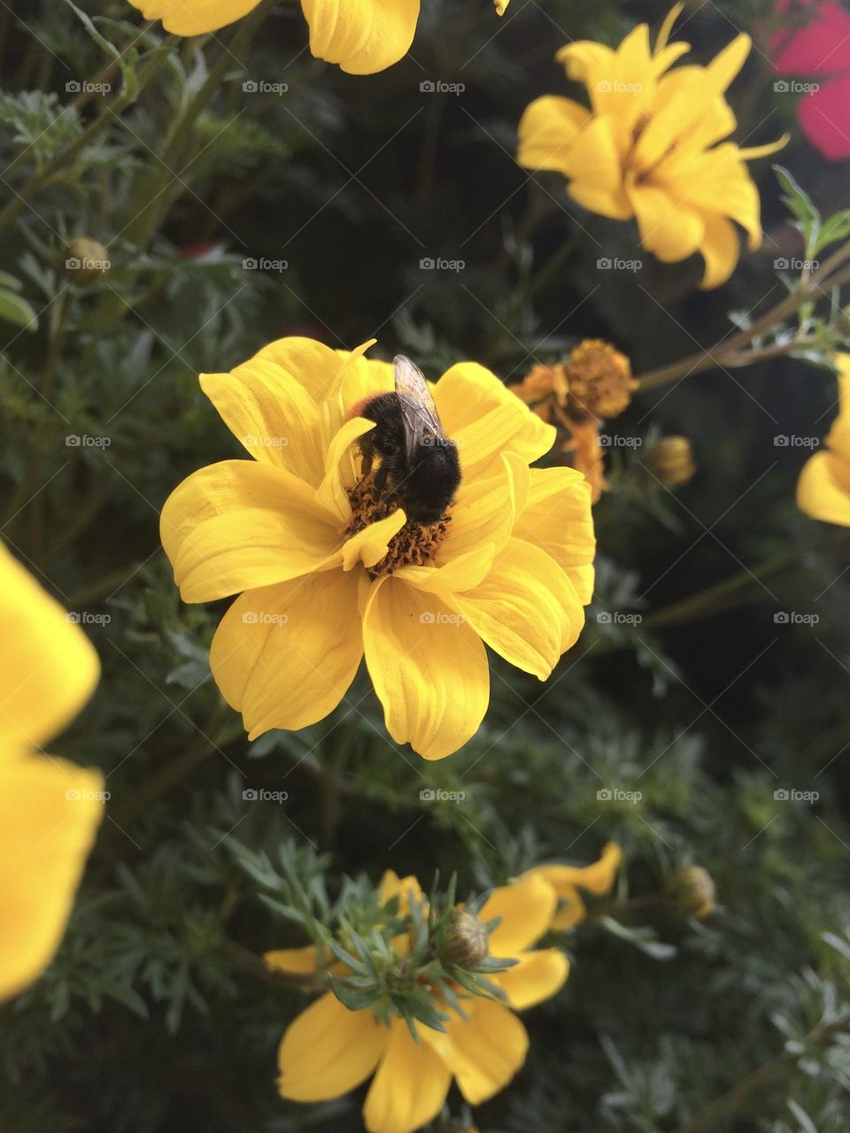 Yellow flower and bumblebee