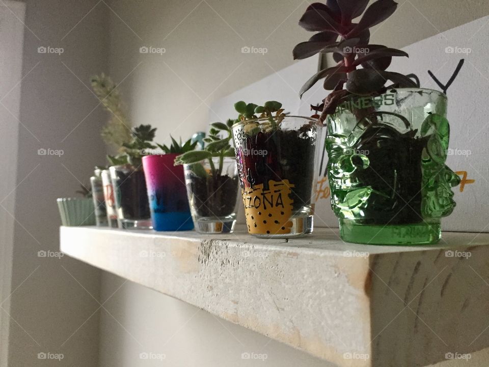 Succulents in shot glasses on white wooden floating shelf 