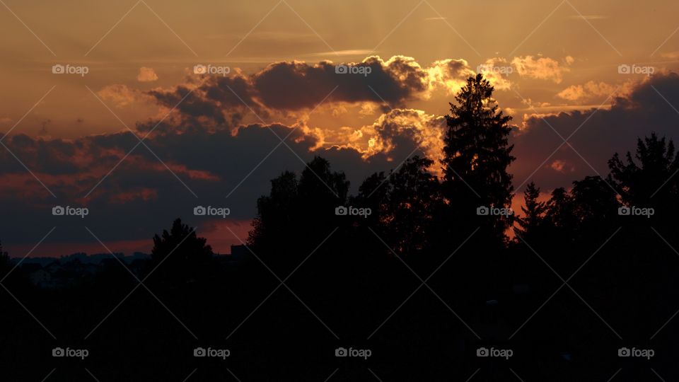 Silhouette of trees during sunset