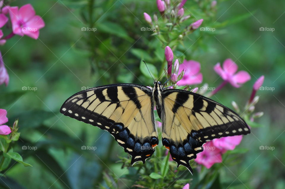 Monarch Butterfly. Yard photo
