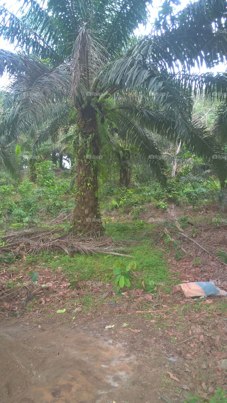 beautiful palm tree plantation