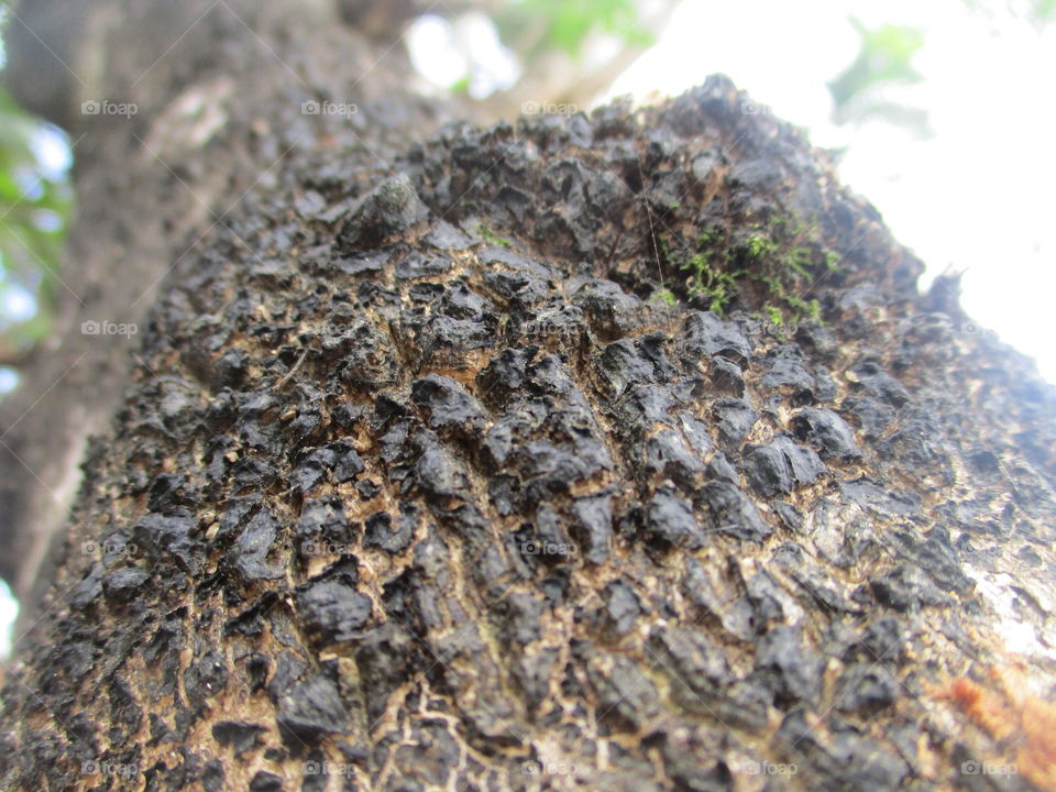 bark of tree