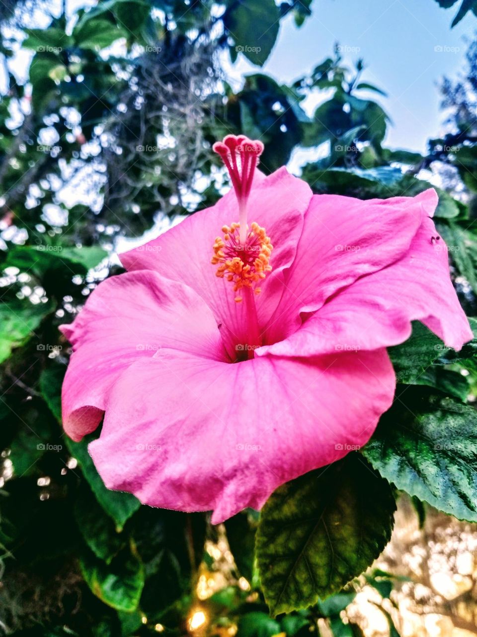 Seminole Pink Hibiscus