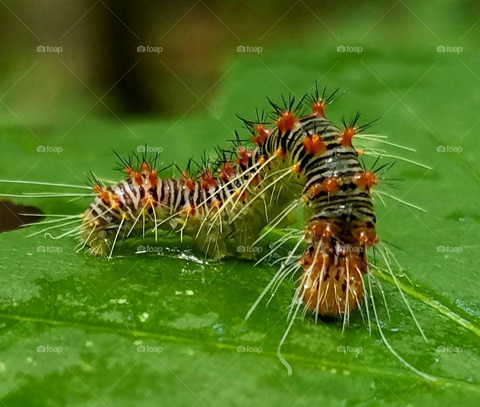 Caterpillar, Larva, Insect, Worm, Nature