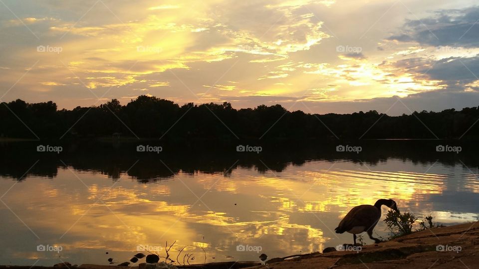 Goose silhoette in the sunset