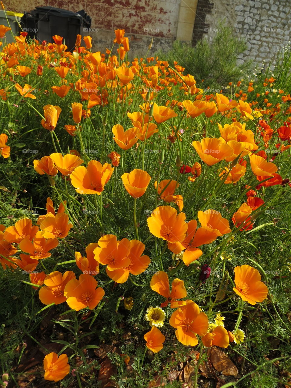 poppies