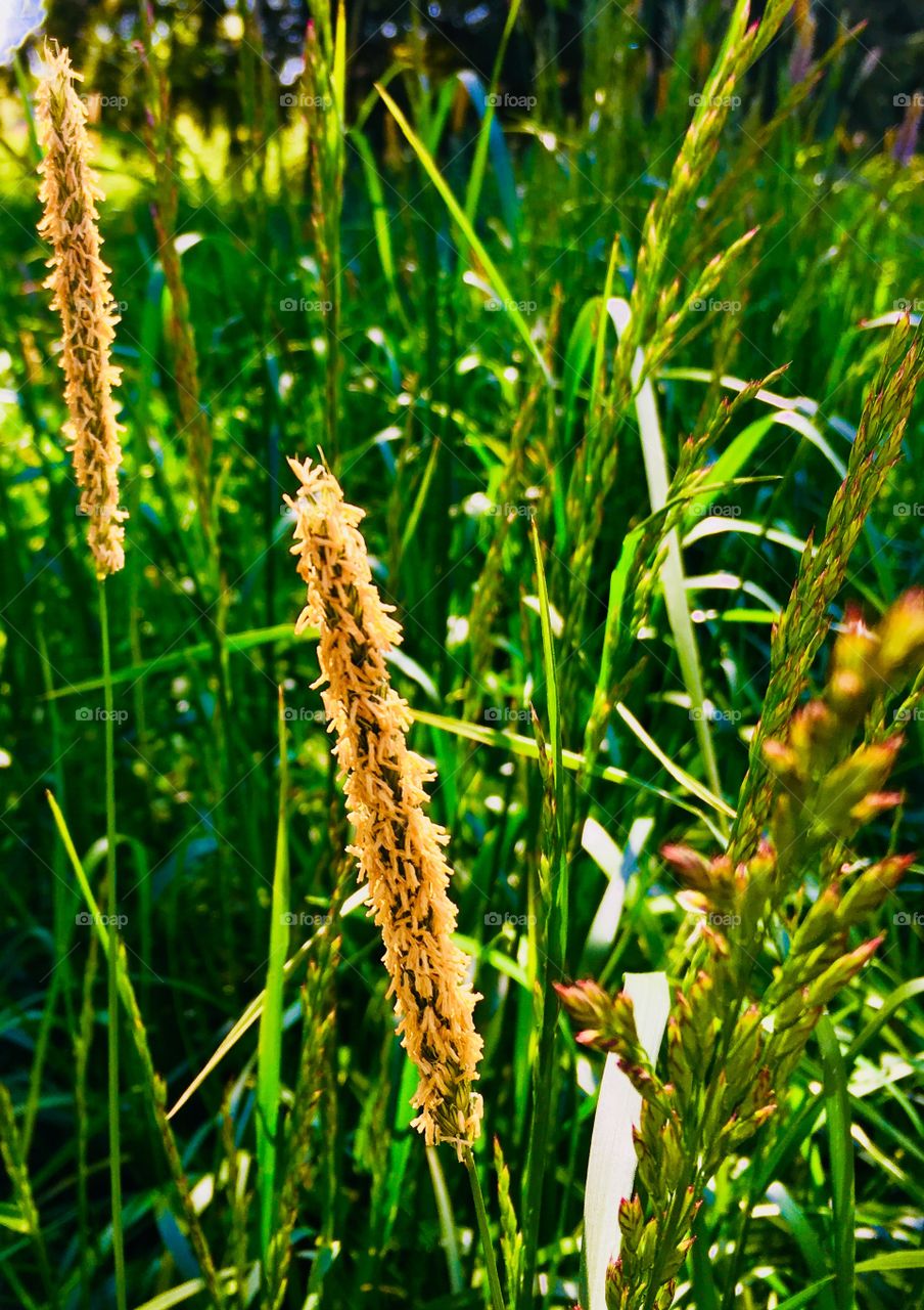 Grass pollen seeds buds spring summer allergy