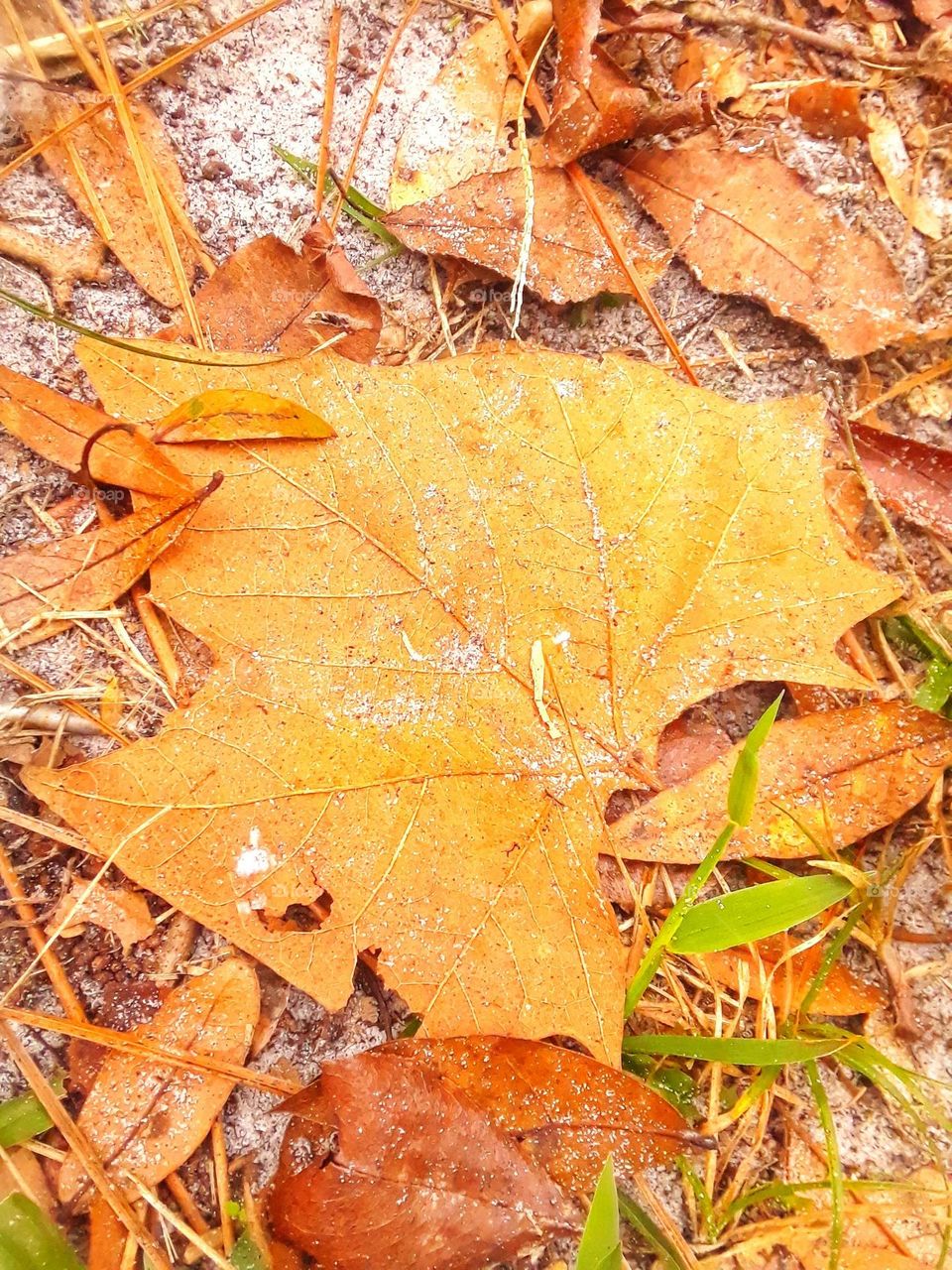 A orange fall leaf is found on the ground in a friend's backyard in Central Florida.