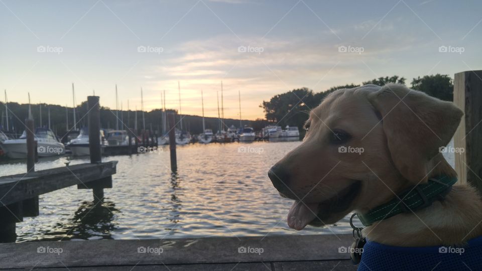 Labrador visits the docks for the first time
