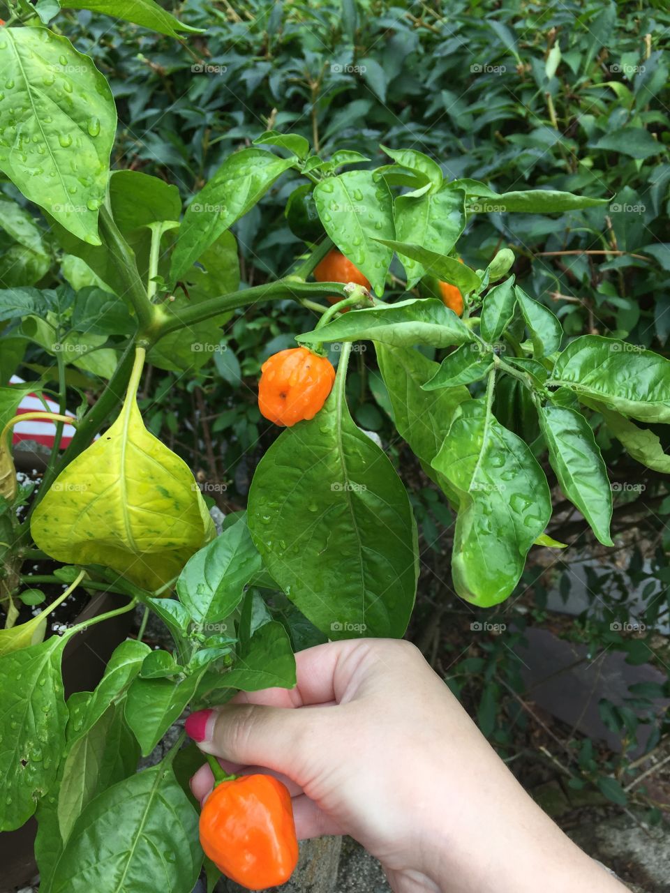 Picking the freshest habanero pepper from our garden
