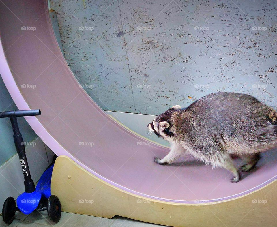 Sport.  Run.  The raccoon runs inside the wheel.  Animals