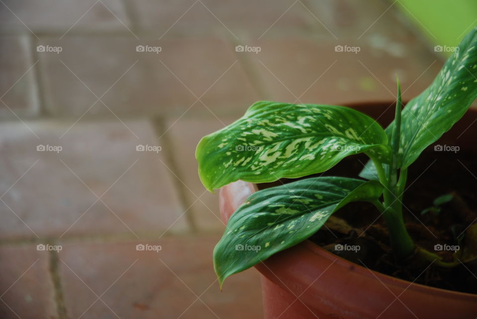 High angle view of potted plant