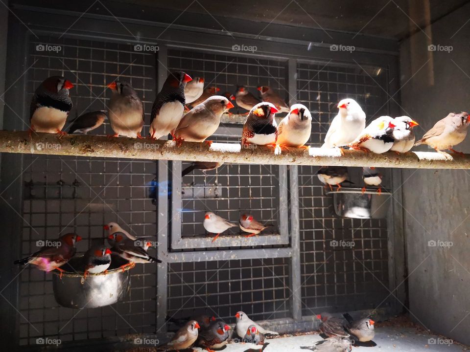 Dutch coriander birds are an aesthetic sight