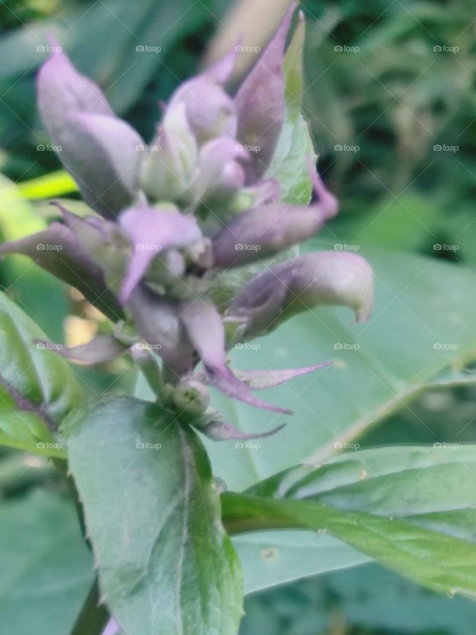 leaf almost like a flower