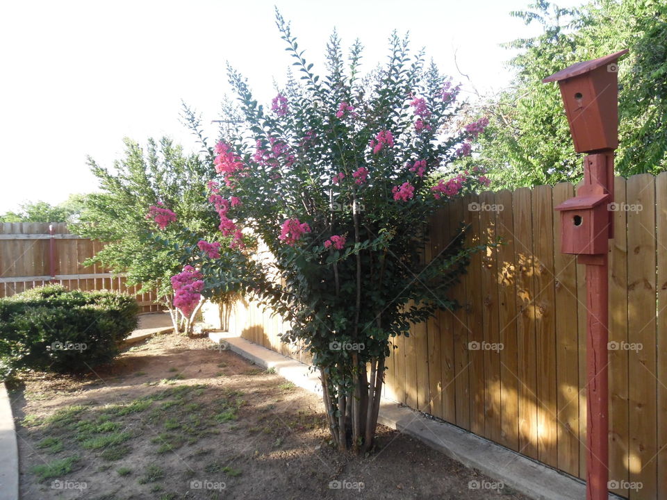 Craig Myrtle 🎄. I pruned this 🎄 tree two ✌ weeks ago and now it has really bloomed