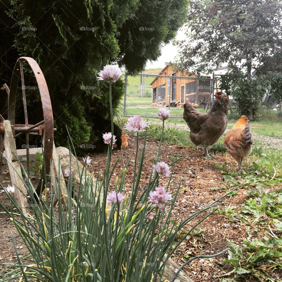 Out and about foraging on the homestead. Hens looking for bugs & grubs amongst the chives. 