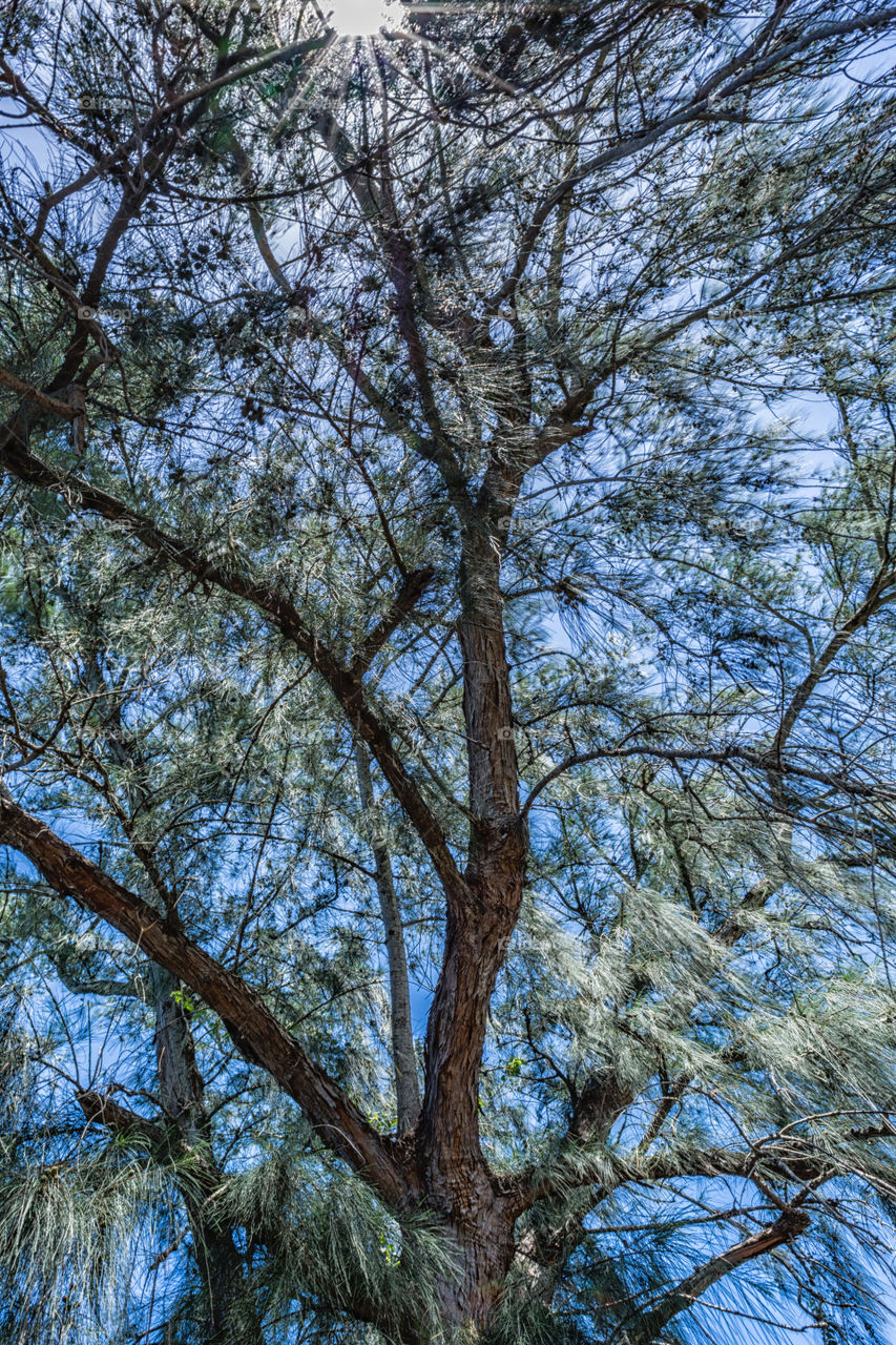 sun rays of the tree of light