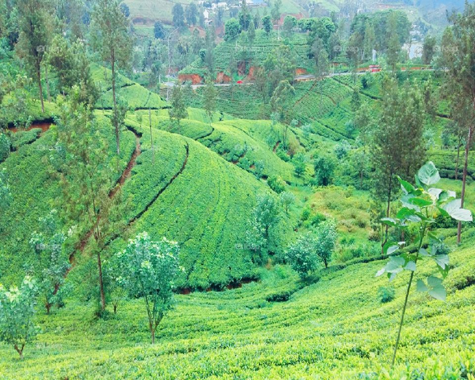 _Tea plantation_
one of the main sources of foreign exchange for ceylon.