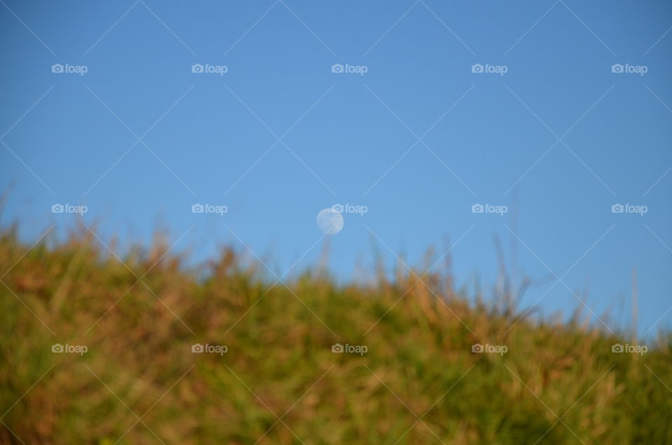 look above the sunny grass there is the moon in an azure sky