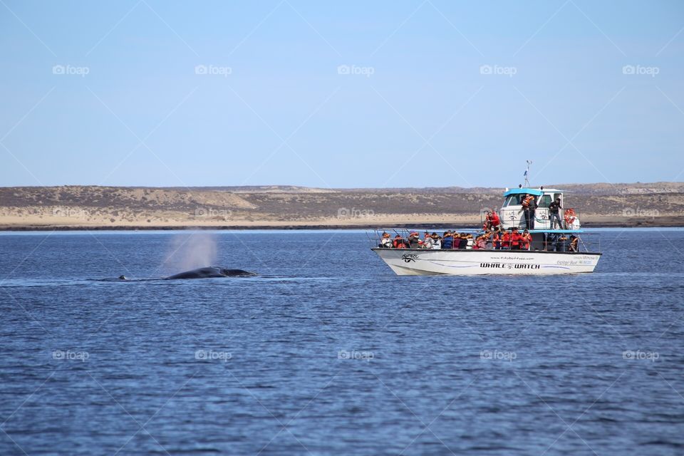 Whalewatching