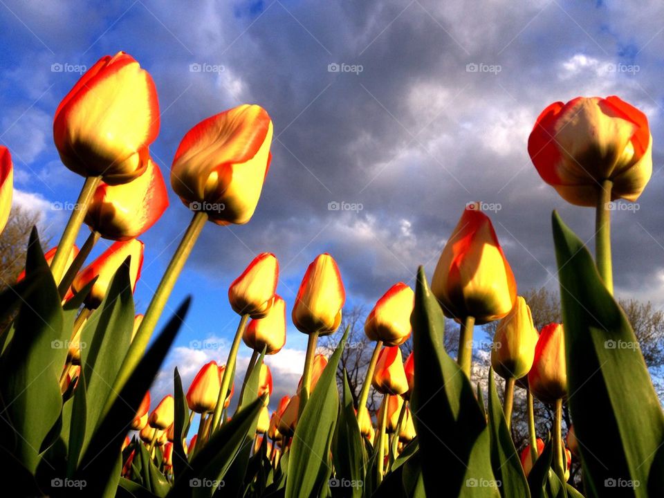 Tulip fest 