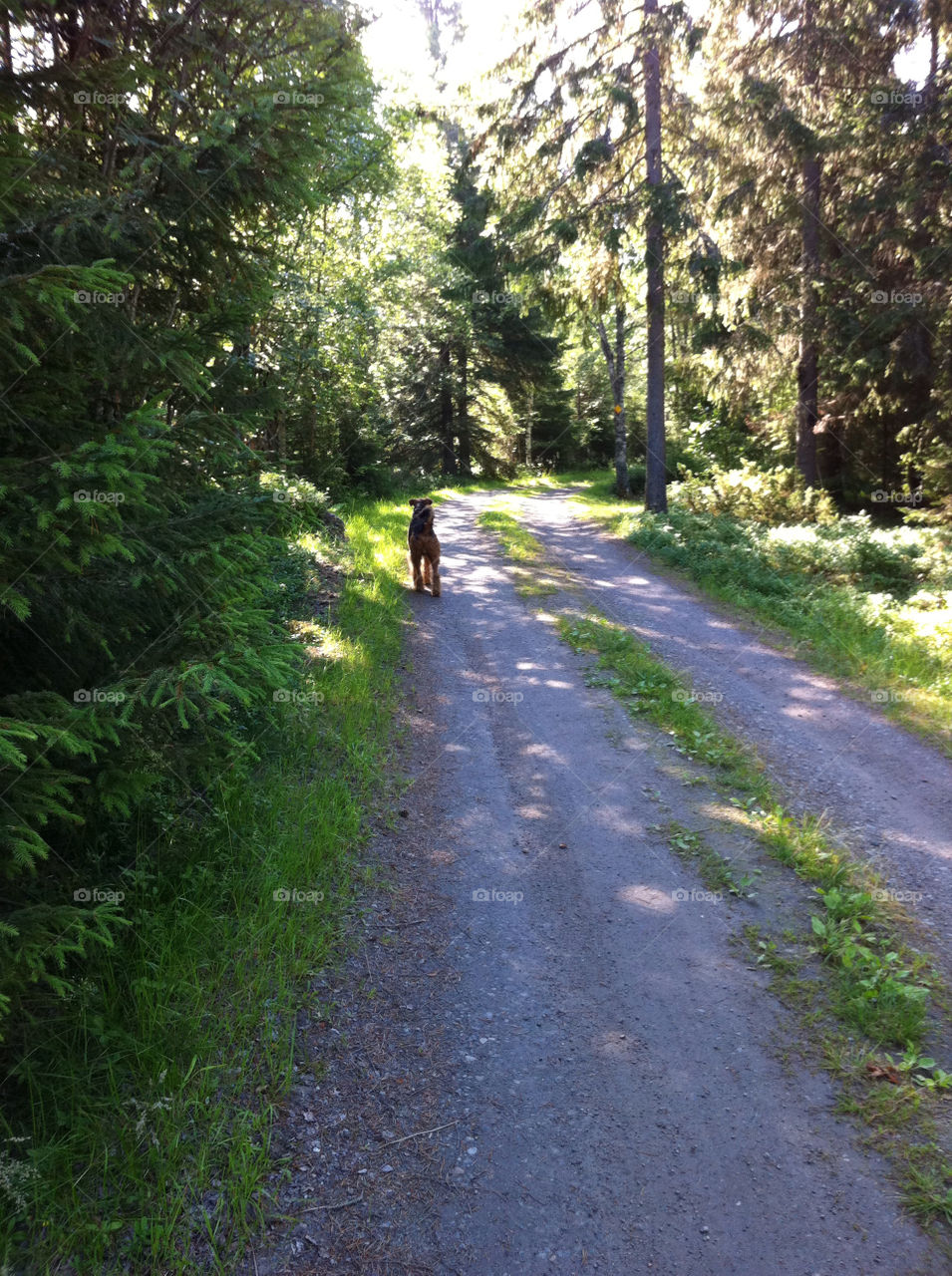 sweden summer morning dog by haq