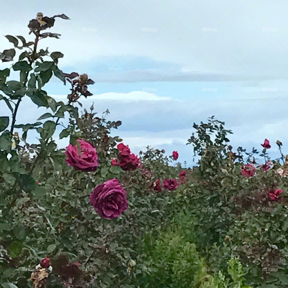 Purple Roses in Field