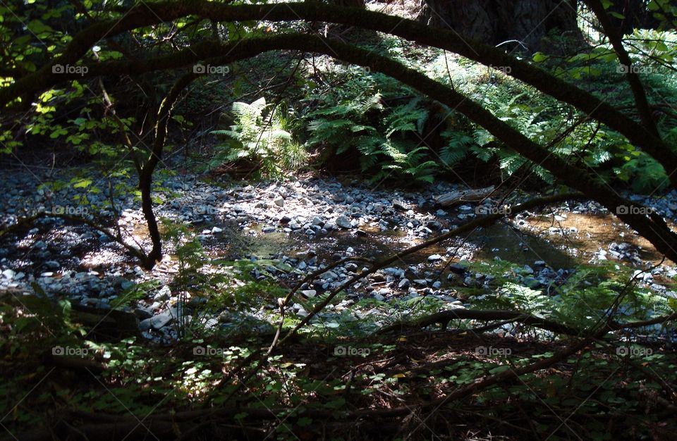 stream in Muir Woods