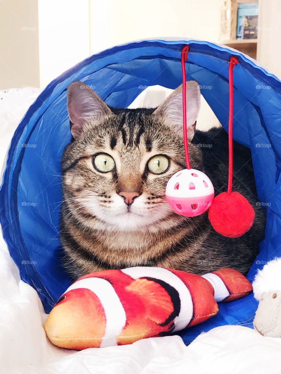 Cute cat with toys