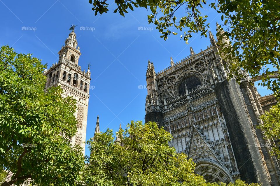 Sevilla Cathedral & Giralda. View of Sevilla Cathedral and Giralda Tower from Patio de los Naranjos