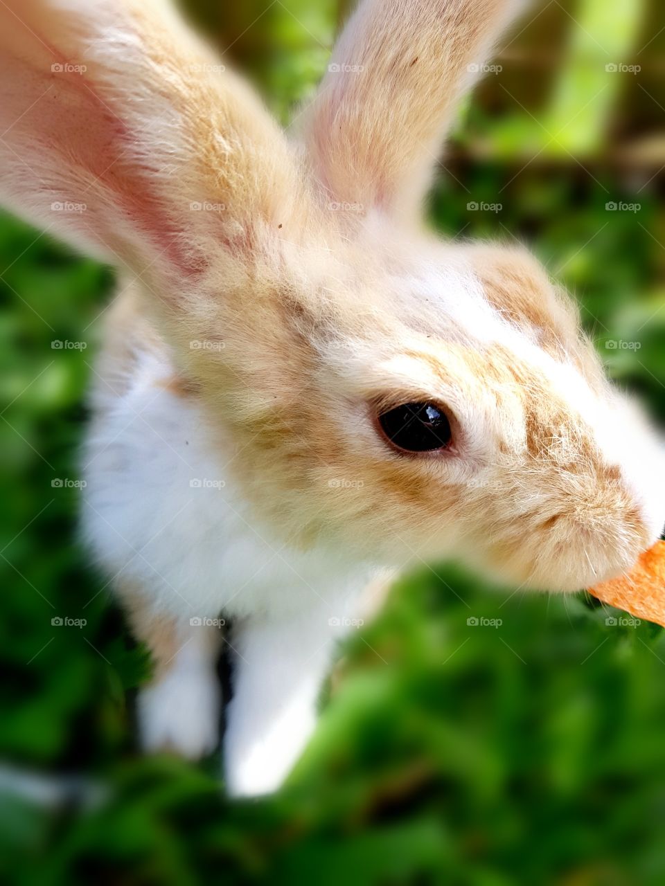 A cute Rabbit eating a Carrot!