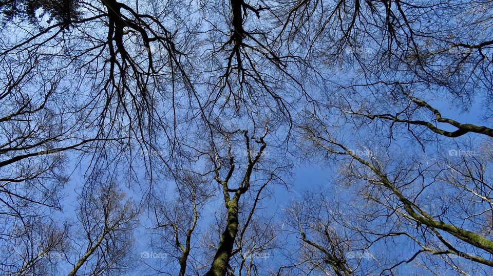 Swiss Forest Dägimoos 