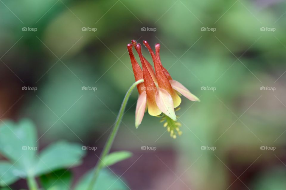 Fall Columbine 