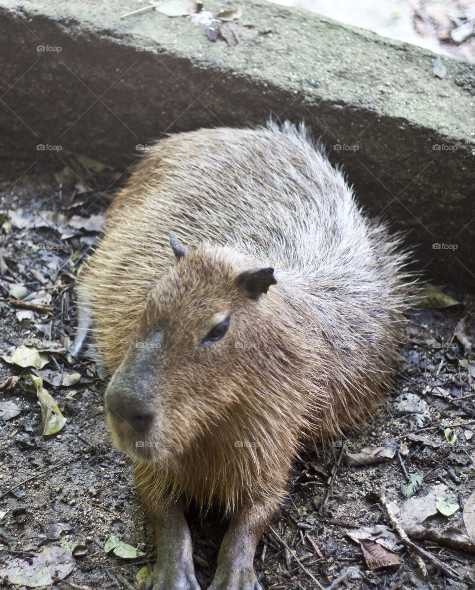 This is from a recent trip to the Puerto Vallarta Zoo. We were so close to the animals through out our walk that I never had to switch out my 50mm lens. The capybara was a pleasant surprise and it thoroughly enjoyed the carrot sticks we bought to feed it.