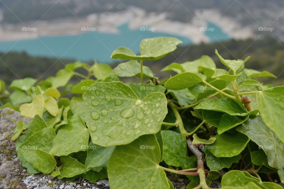 Waterdrops on plant leaves