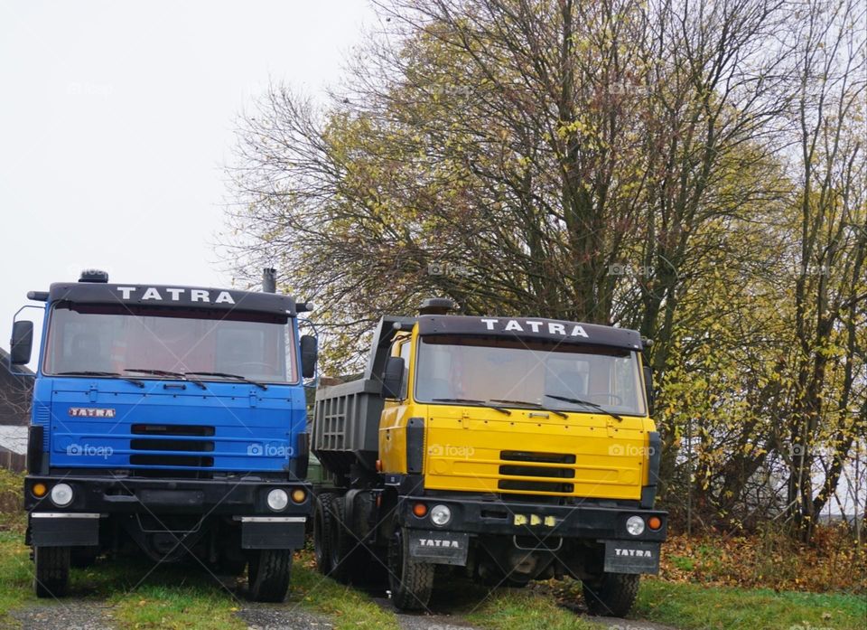 Trucks#colors#tree