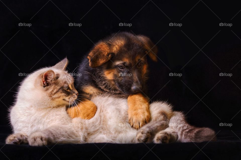 German shepherd puppy with neva masquerade cat on black background 