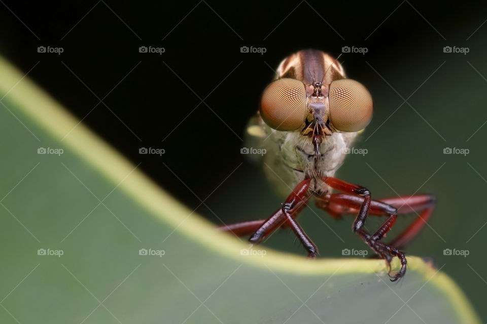 the eyes of the roberfly (asilidae)