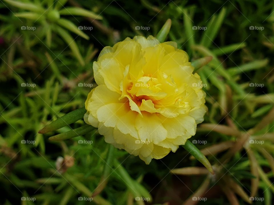 the Portulaca Grandiflora