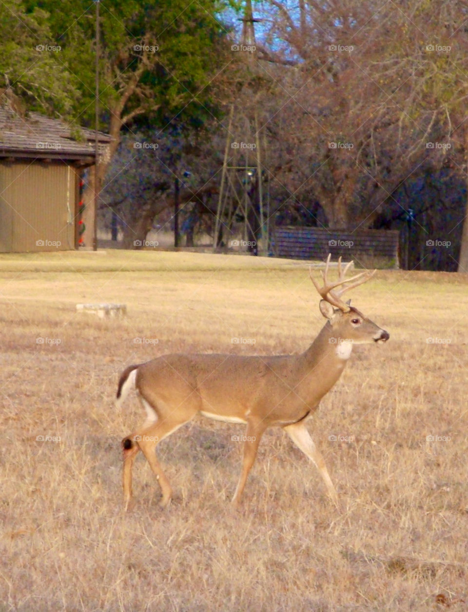 Whitetail deer in the Texas hill country
