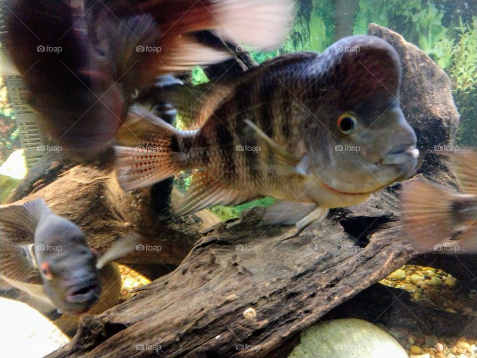 Large tropical fish inside Aquarium