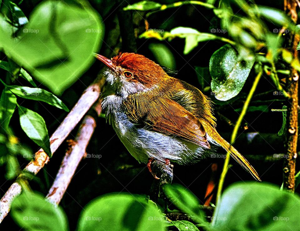 Bird photography  - tailor bird sun bath