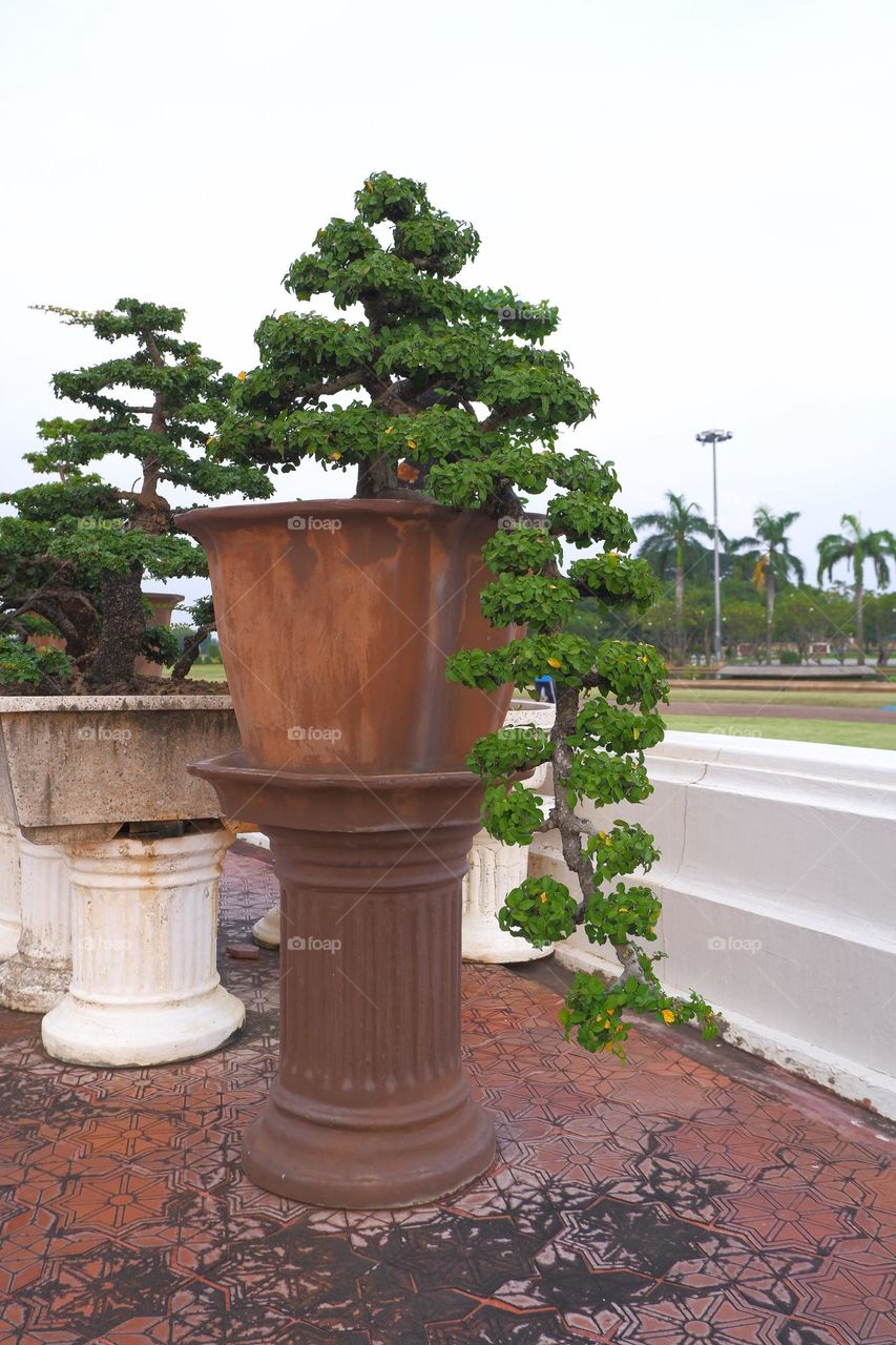 bonsai with branches and stems in a plant pot sky backdrop