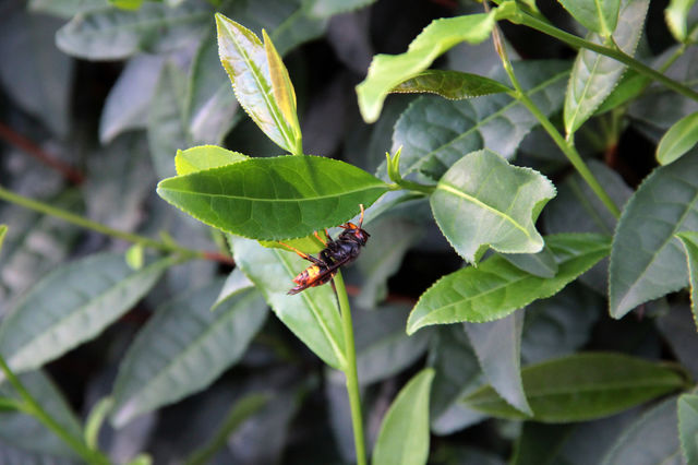 a wasp hanging on a tea plant. a big wasp was hanging from a leaf