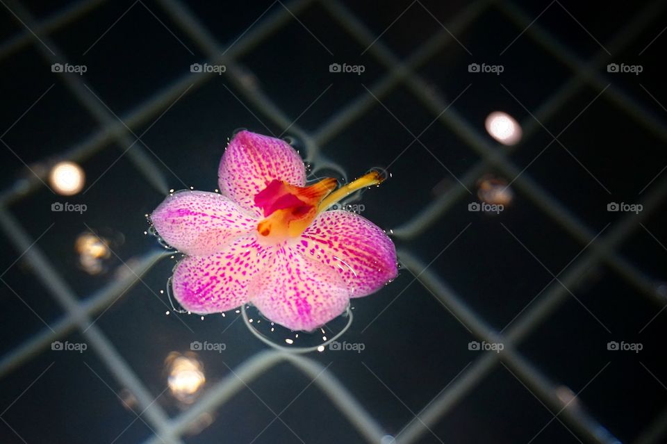 Orchid in pool