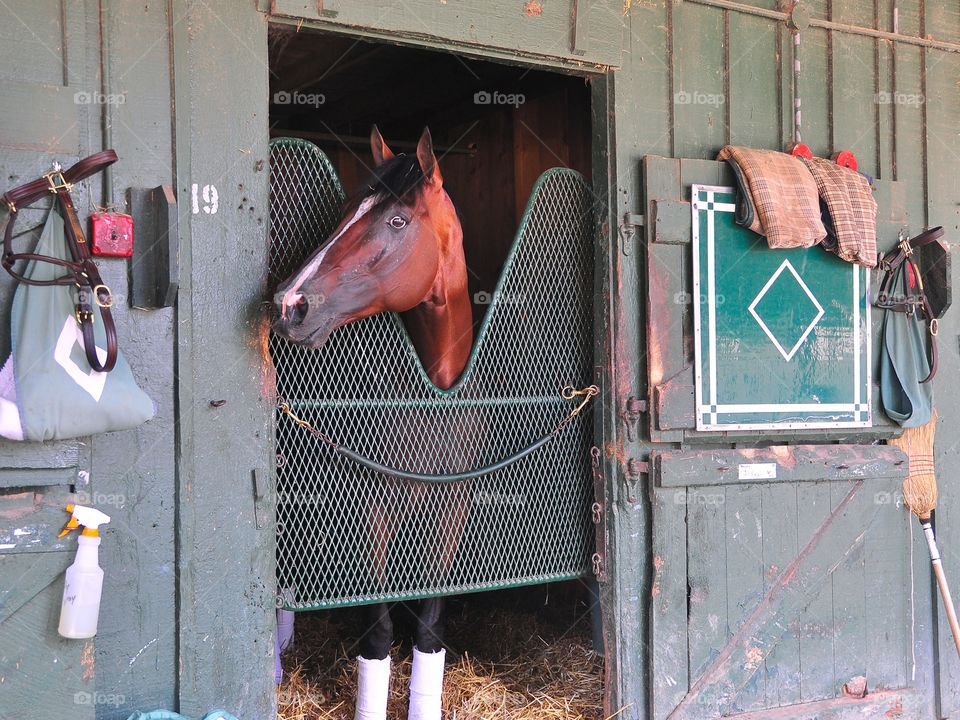 Al Khalil. The warrior and million dollar earner Al Khalil, trained by Bill Mott. This turf star is happy in his stall at Saratoga 